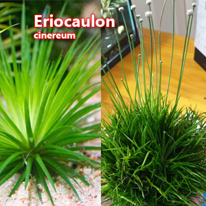 Eriocaulon cinereum 